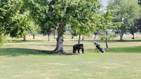 Stationary Golf Clubs Worthy Adversary for Scared Bear