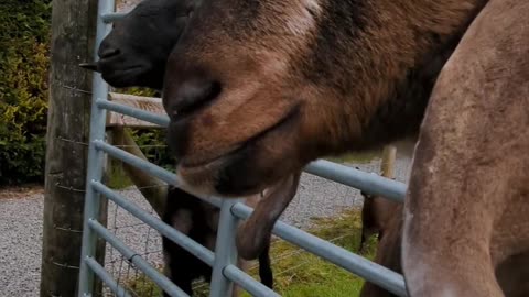 Cool goat