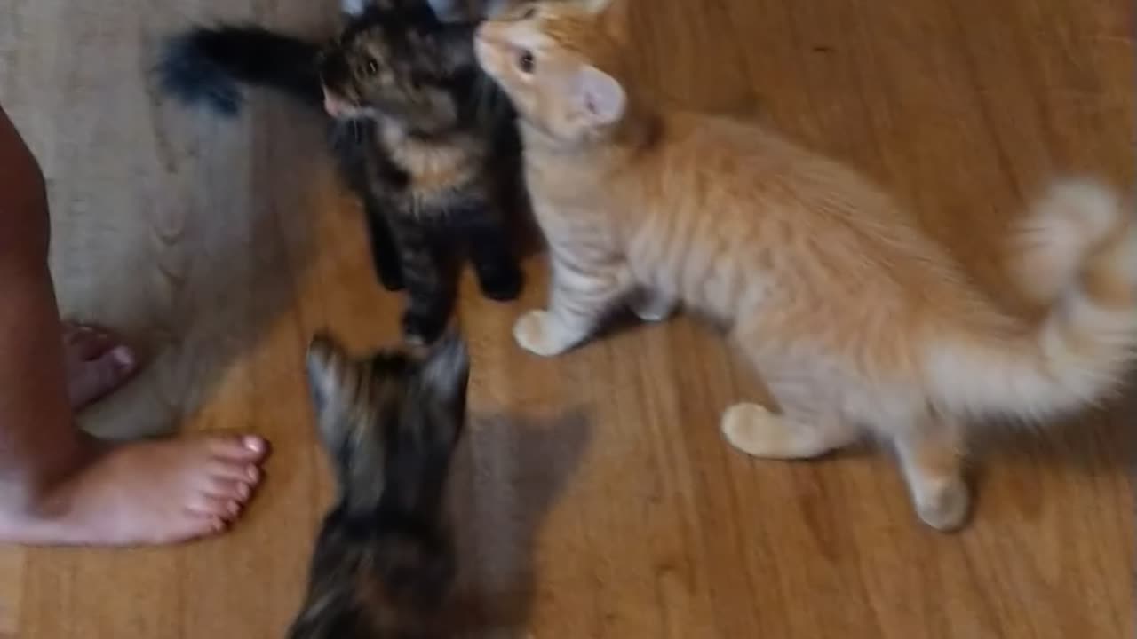 Kittens Singing To My Niece