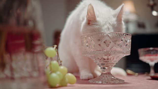 The Cat Licking Something From The Glass Amazing Scenes