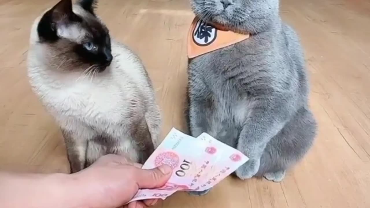 Funny cats short