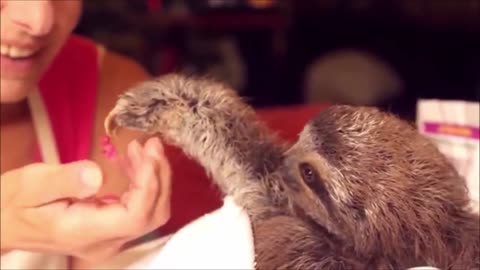 Baby sloths being super cute