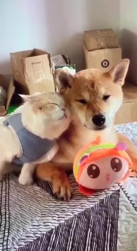 ✨💫❤️BUONANOTTE❤️💫✨