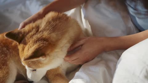 CUTE and FUNNY Munchkin Cats!