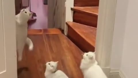 Funniest white cats short video