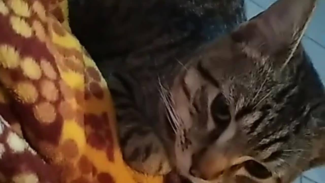 Gatinho