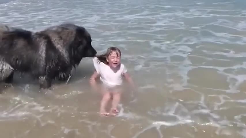 Dog Rescues Girl Playing in Ocean