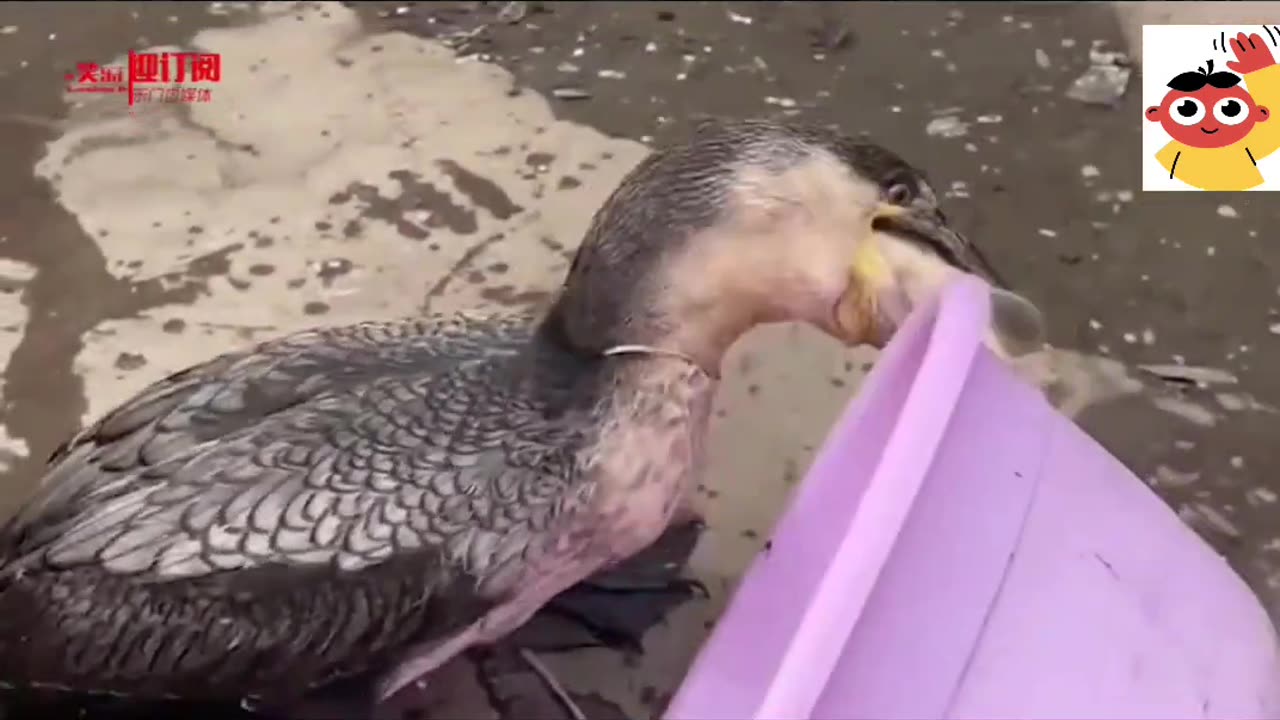 Funny Duck