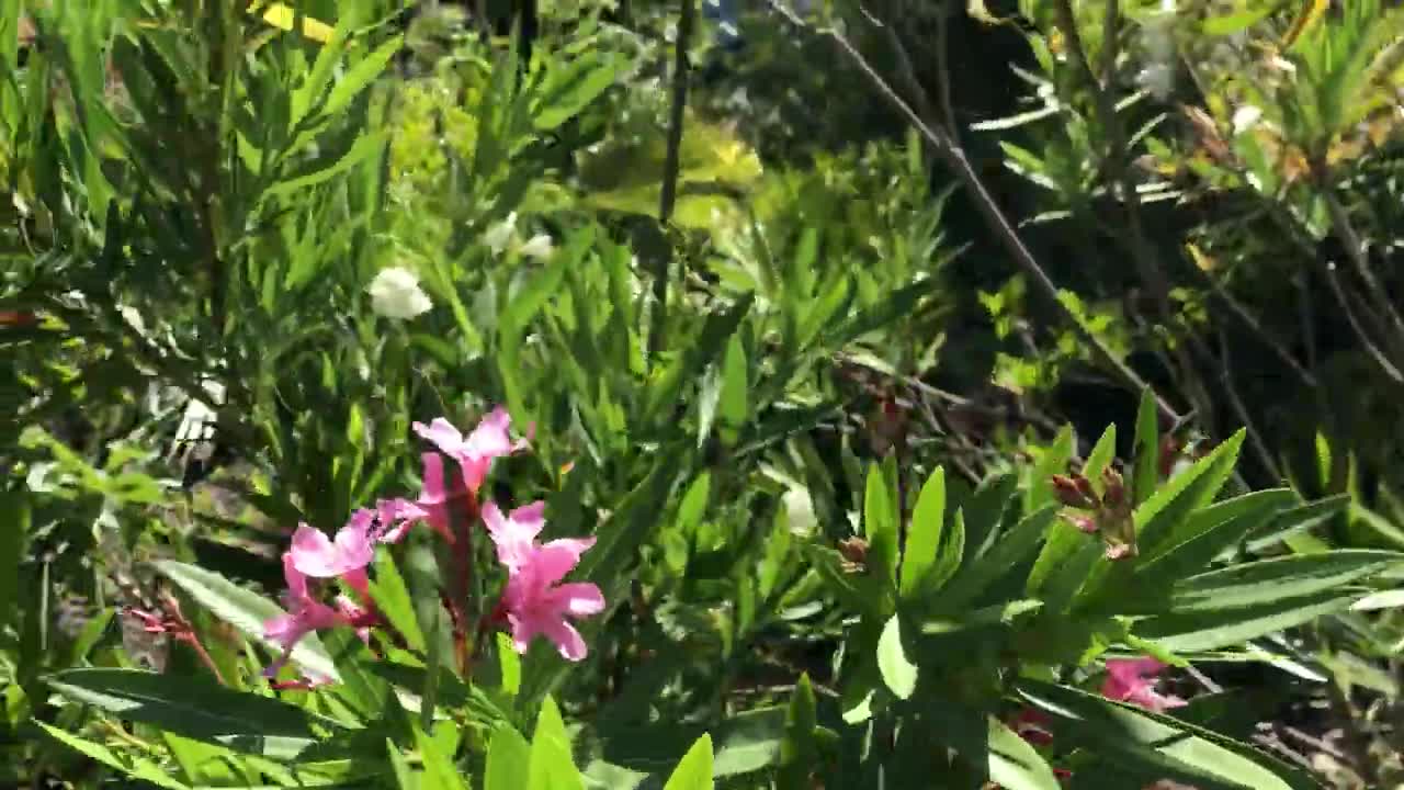 Red, white and pink Hardy Oleander