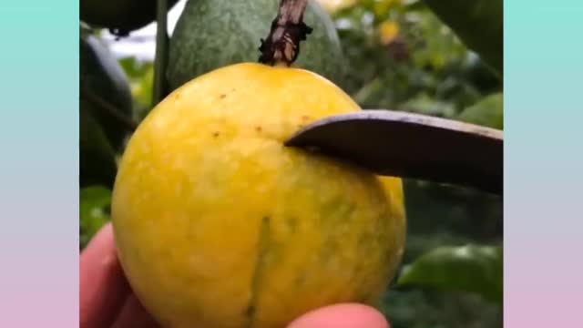 Farm Fresh Ninja Fruit | Tik Tok China | (Oddly Satisfying Fruit Ninja)