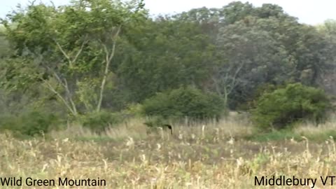 Harrier Chasing Crow - Middlebury VT