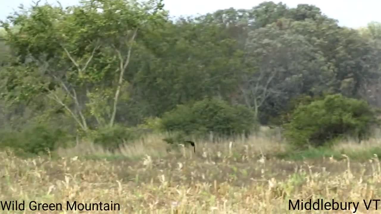 Harrier Chasing Crow - Middlebury VT