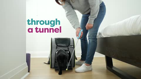 30 tricks to trained a Cat
