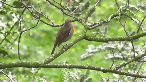 Beautiful bird