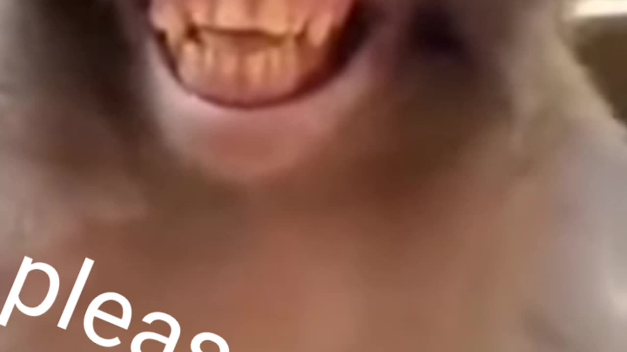 Monkey laughing funny video