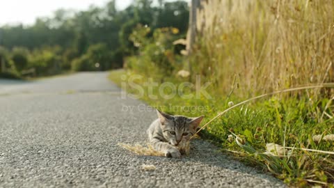 Kitten playing with with branch. Super Slow Motion.