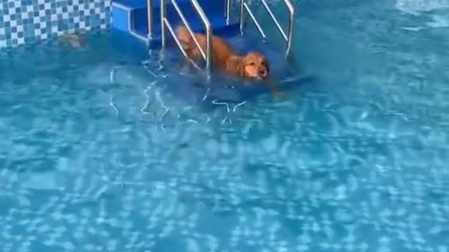 Gold loves swimming#TodayYearsOld #LetsFaceIt #fyp #pets #dog #pet #foryou #dogs