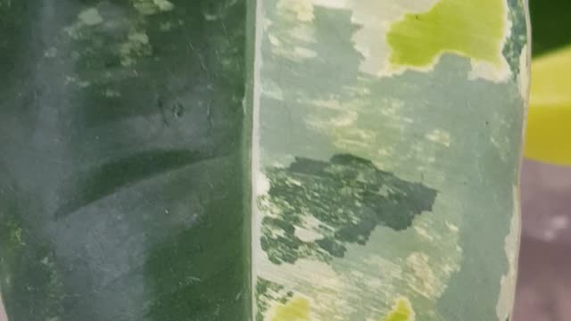looks like world map