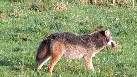 Hungry Coyote Eating A Mouse