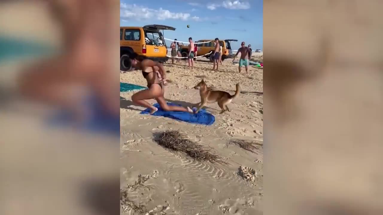 Dangerous dog around sea beach ⛱️🏖️⛱️