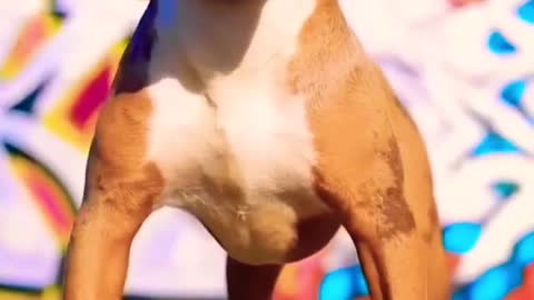 Pitbull Dog Angry Mood🔥😱 #pitbulldog #shorts