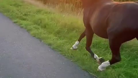 Dog vs horse.