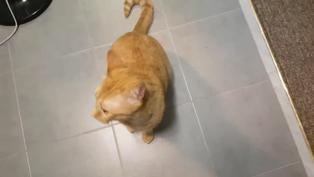 Opinionated Cat Talks About Dinner