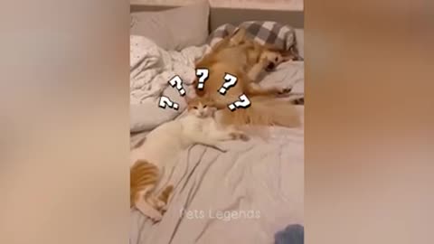 #Funny animal act