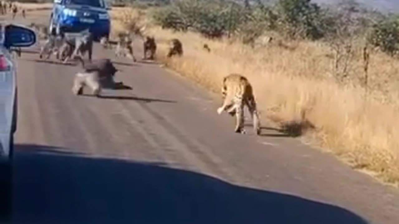 Picnic trip video