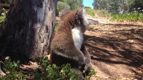 Koala Gets Kicked Out Of Tree and Cries