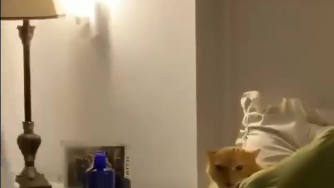 Angry cat