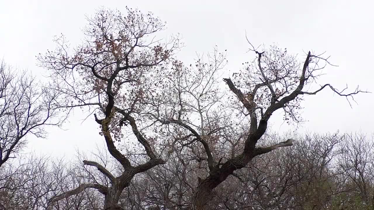 Bobcat Alert
