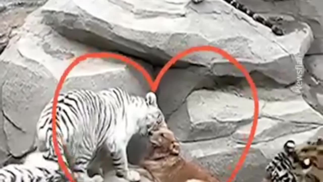 A dog is found in the tiger enclosure at a zoo, but there is an explanation