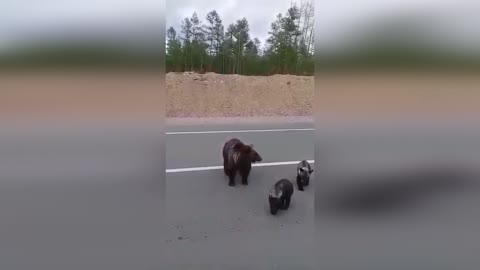 Three bears