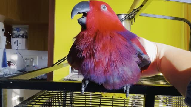 Parrot Sings iPhone Ringtone