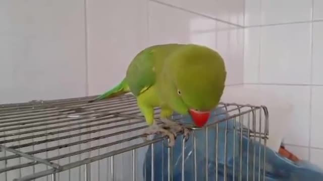 Parrot speak