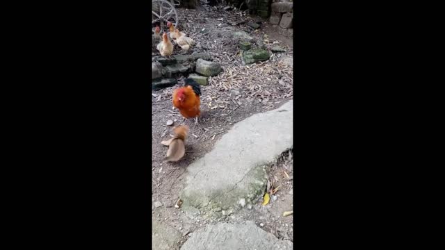 Rooster protecting chicks