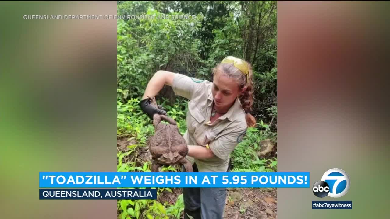 Giant toddler found in Australia