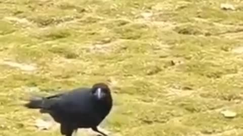 Thirsty crow