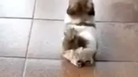 cute cats funny videos 😹