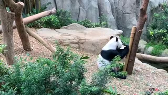 Panda is eating