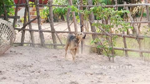 "Mind-Blowing Bamboo Basket & Ring Prank on Dog - Can't Miss!"