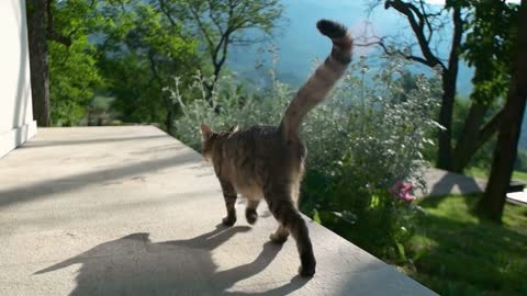 tracking shot of cat walking on terrace of villa