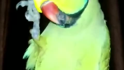 Talking Parrot