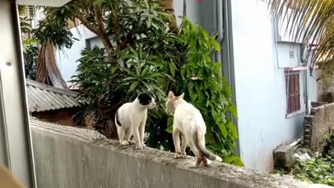 Funny 🐱 catVideo