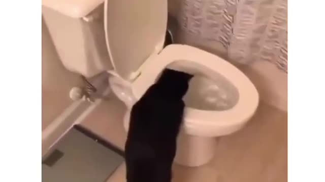 Kitten flushing in bathroom