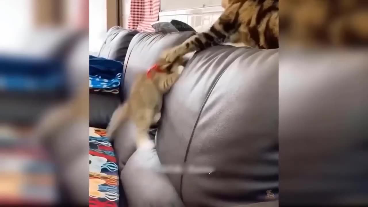 Funny Animal Videos 2023 🥰 - Funniest Dogs and Cats Videos 😁