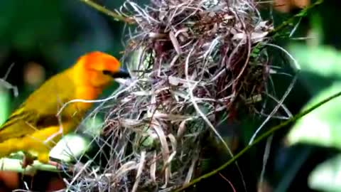 Nature video, birds 4k HD video,