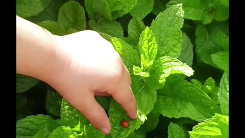 Beautiful Nature LadyBug