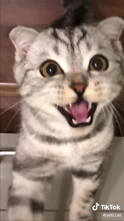 Cat screaming cause of owner making it scream #shorts